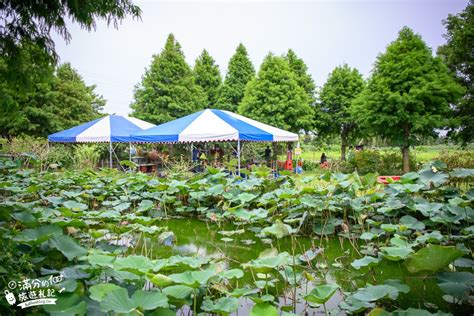 觀音蓮花座|桃園觀音景點【水蓮之鄉休閒蓮園】坐大王蓮.釣小龍蝦.吃蓮子湯.